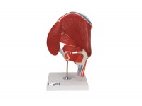 model ramienia mięśniowego w naturalnej wielkości, 6 części - 3b smart anatomy - 1000347 [m11] 3b scientific modele anatomiczne 11